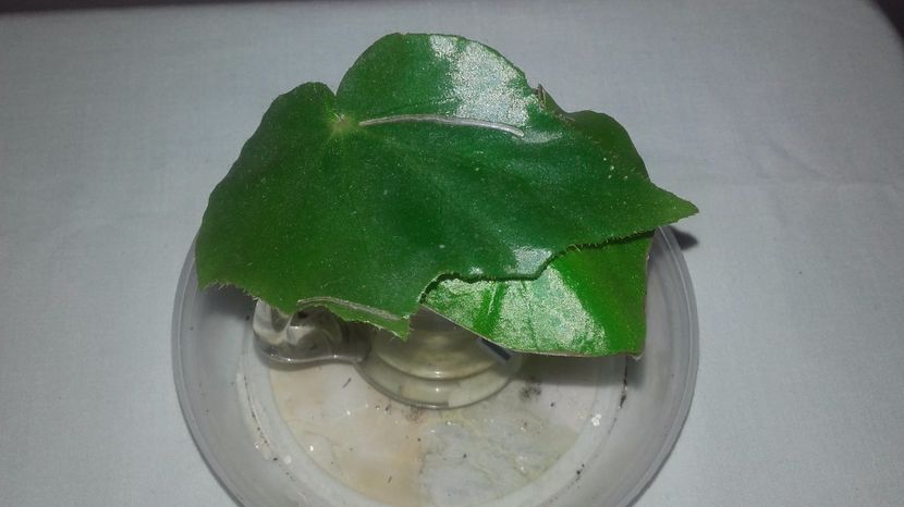 Begonia_Ricinifolia[1] - Begoniile mele cu frunze decorative