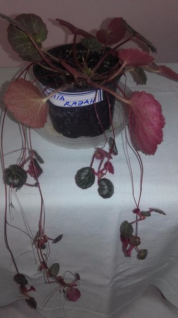 Begonia_Stawberry[1] - Begoniile mele cu frunze decorative