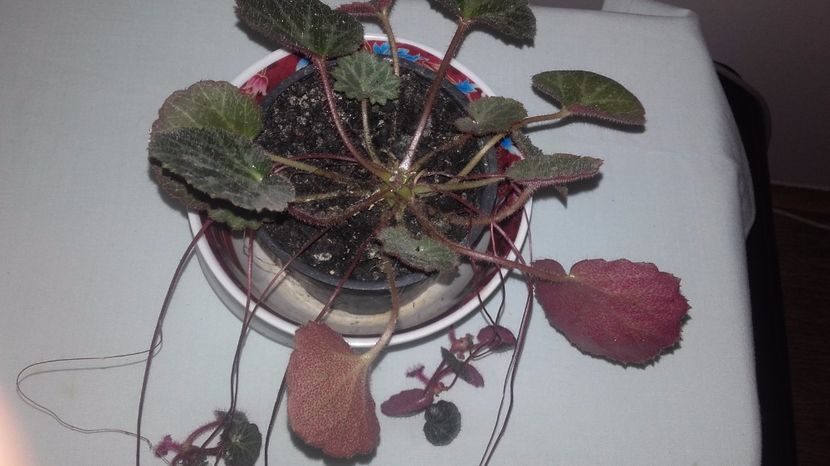 Begonia_Strawberry[1] - Begoniile mele cu frunze decorative