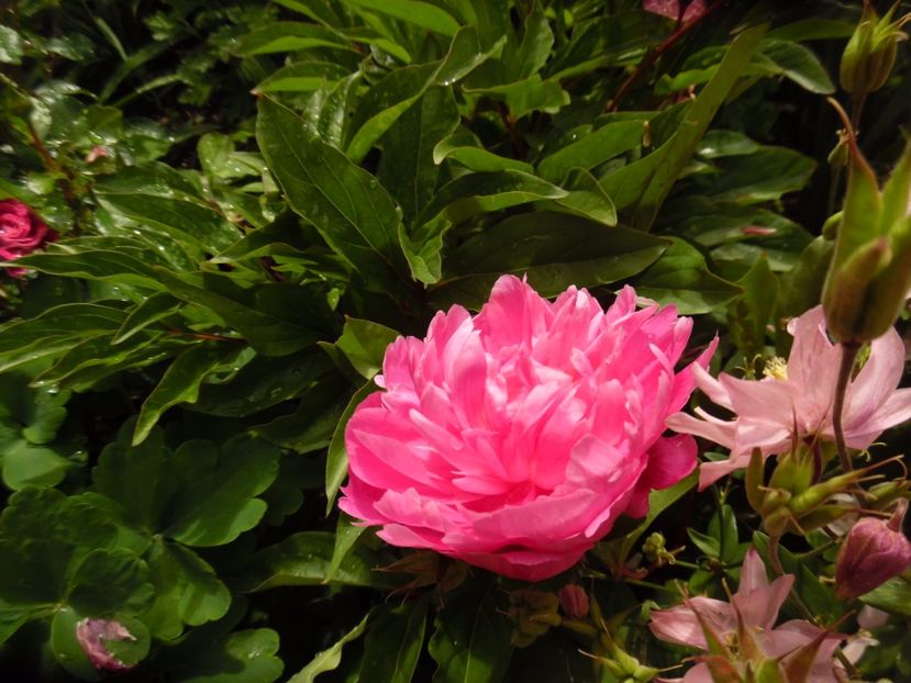 Trebuia sa fie Raspberry-Sundae - bujori
