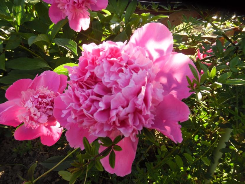 Foarte parfumat! - bujori