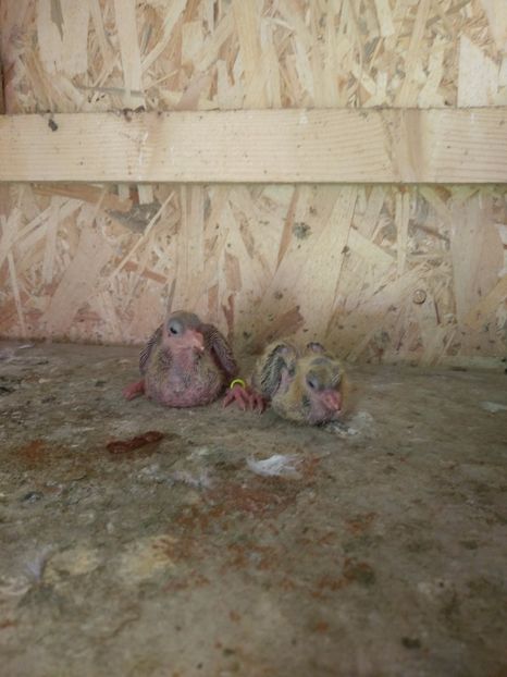 2 masculi - Pui 2017