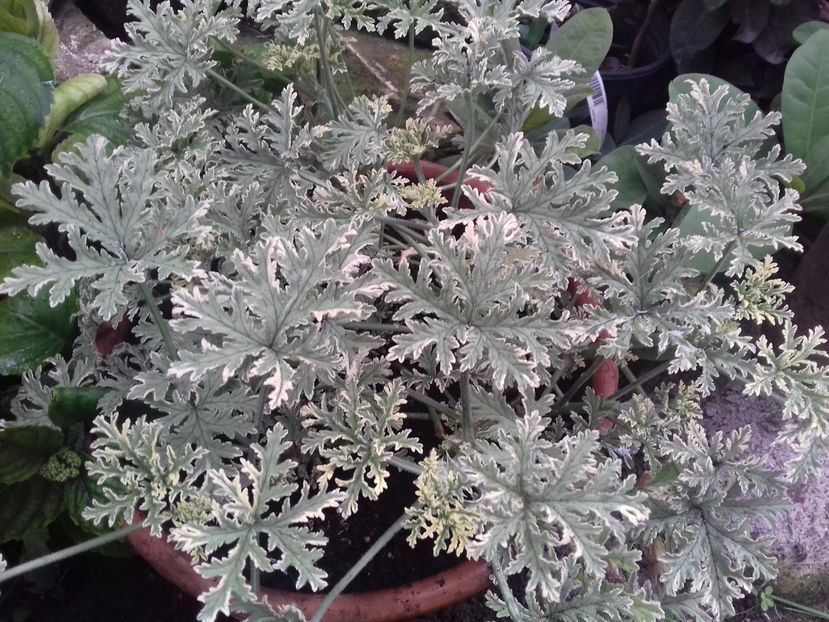 Parfumata variegata - muscate