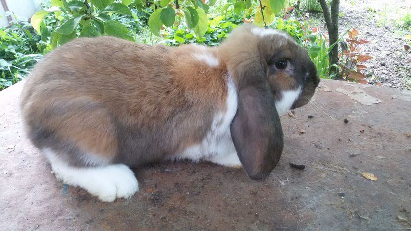 femela 4 luni.70 lei - De vanzare