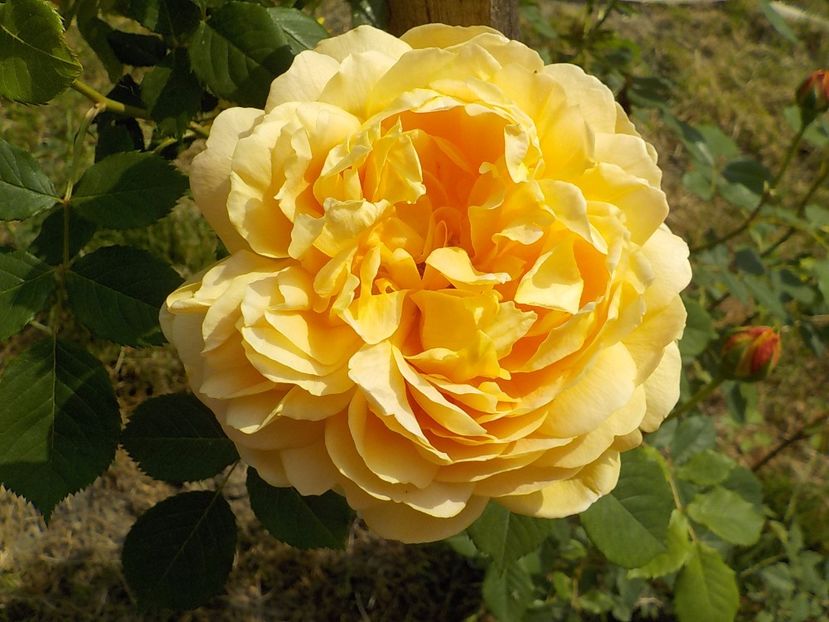  - golden celebration