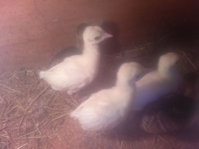 CAM00482 - Pui paun albi