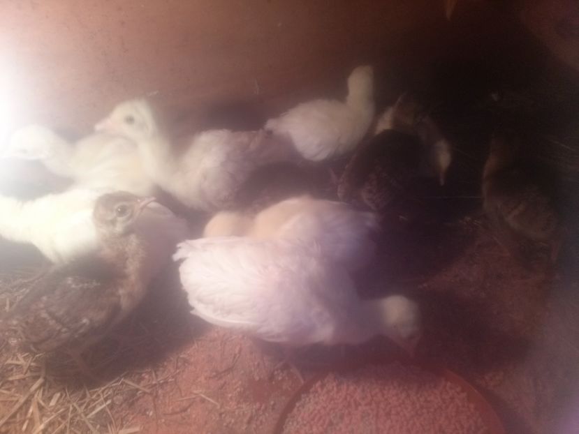 CAM00481 - Pui paun albi