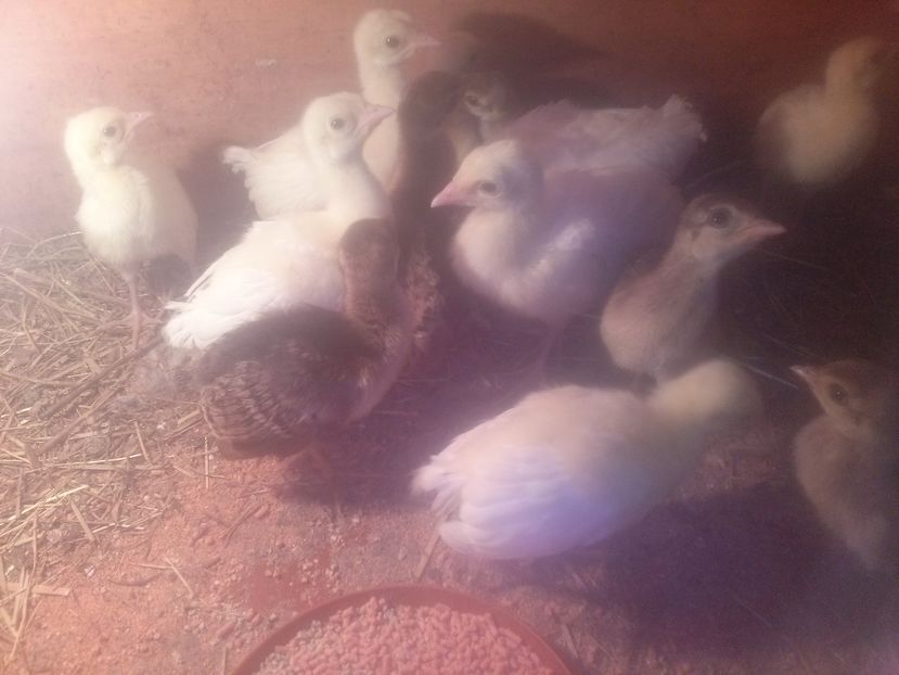 CAM00479 - Pui paun albi