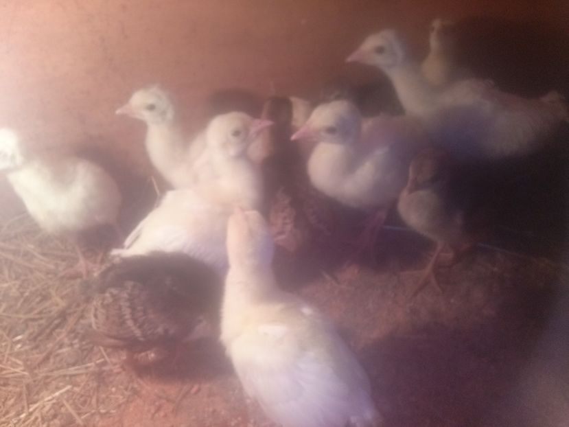 CAM00478 - Pui paun albi