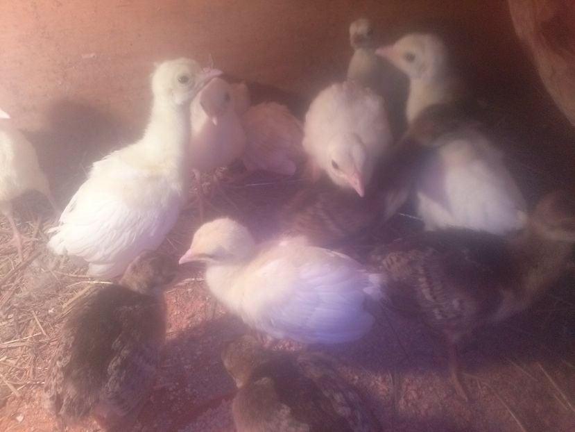 CAM00476 - Pui paun albi