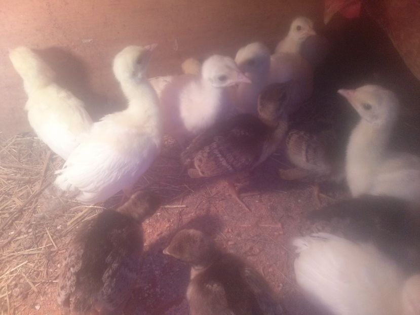 CAM00475 - Pui paun albi