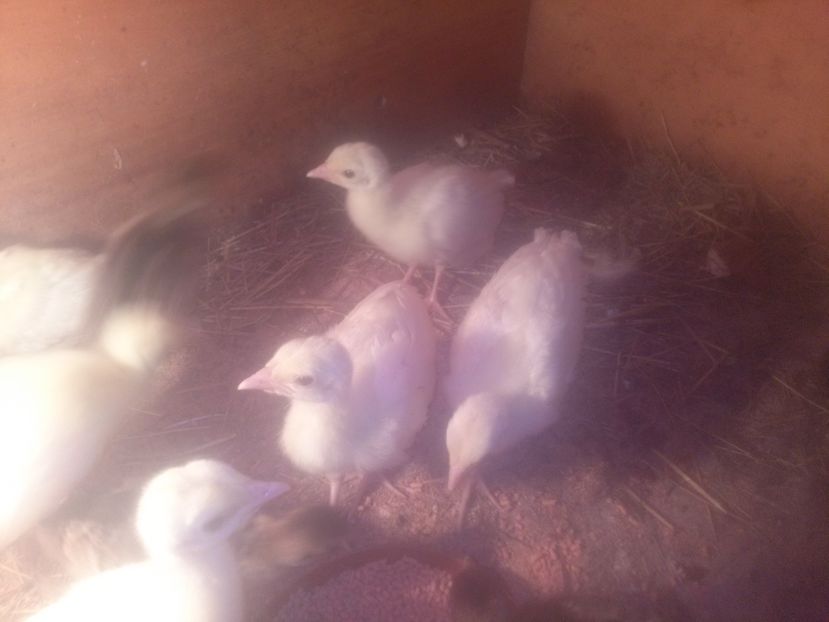 CAM00473 - Pui paun albi