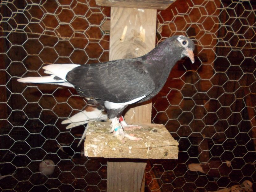  - Pasari facute cadou