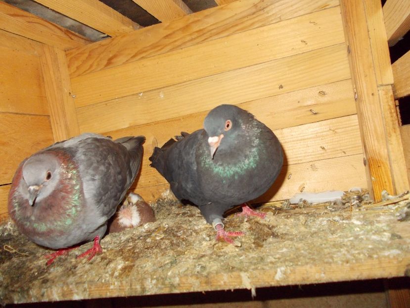  - Arhiva poze cu porumbei