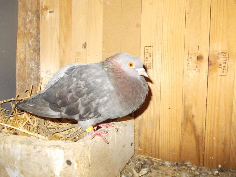  - Arhiva poze cu porumbei