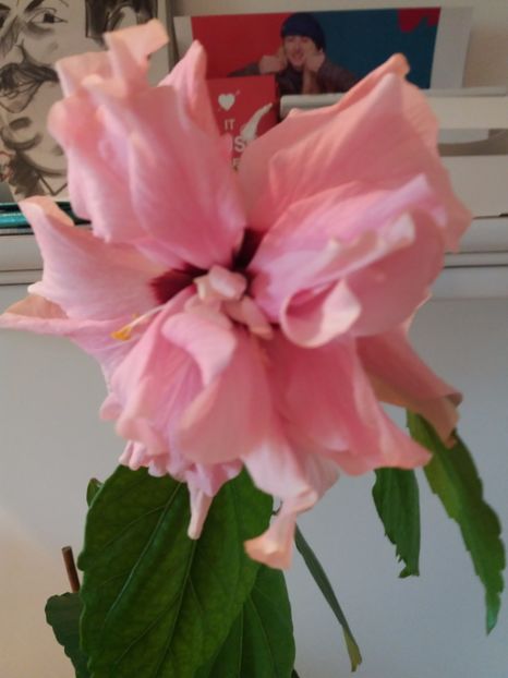 necunoscut - hibiscus