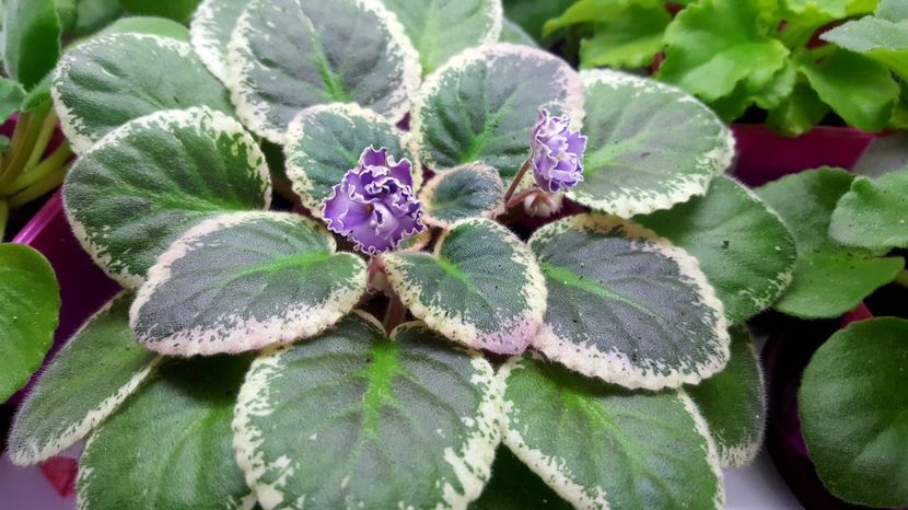  - Buckeye sancy irish