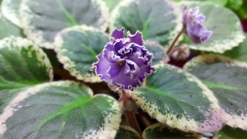  - Buckeye sancy irish