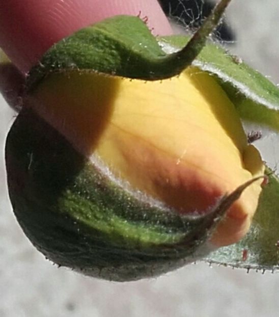  - 54-posibil Casanova