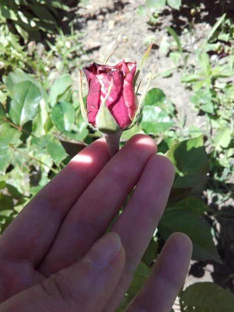  - 56-posibil Arlequin