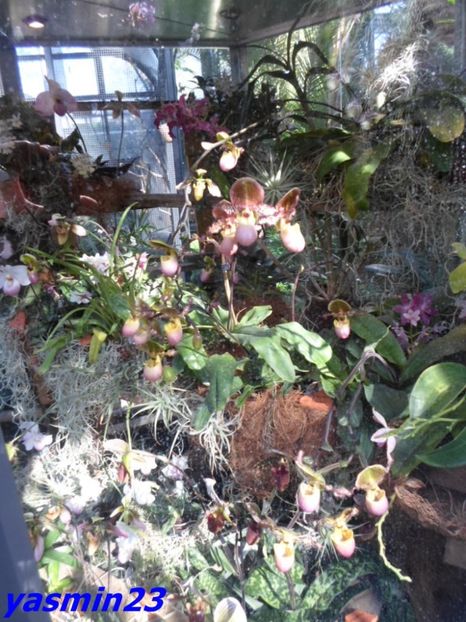 SAM_5515 - Flori