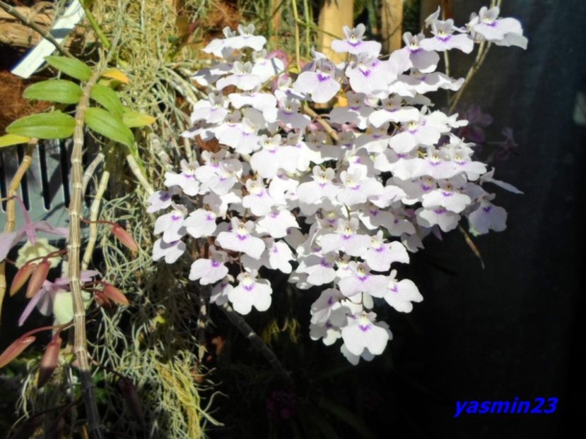 SAM_5517 - Flori