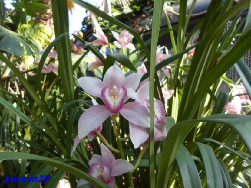 SAM_5522 - Flori