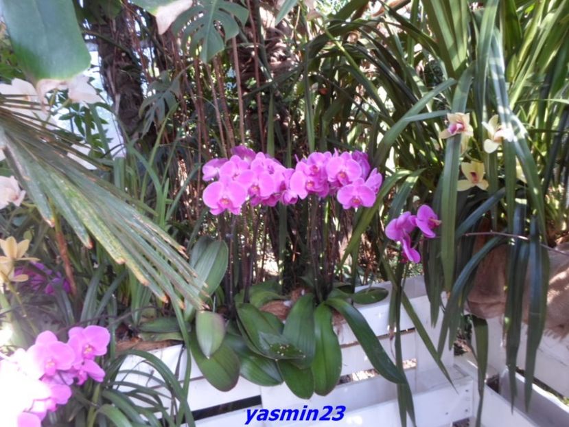 SAM_5523 - Flori