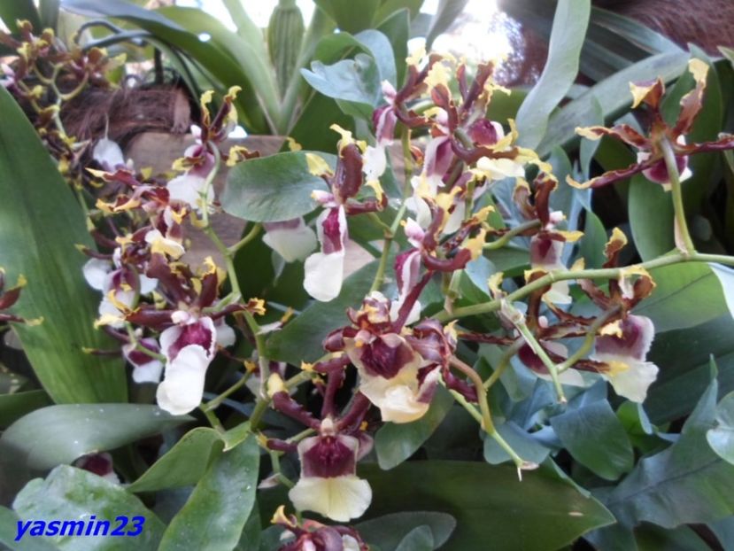 SAM_5533 - Flori