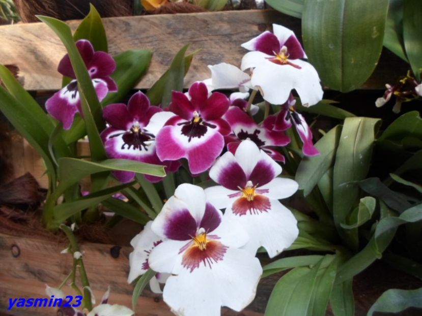 SAM_5534 - Flori