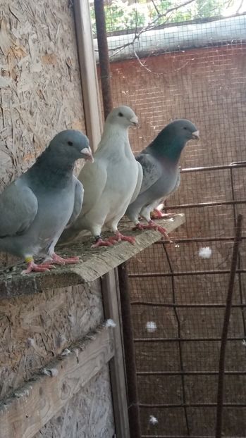  - 1111 AAaaa Porumbei standard Mai 2017