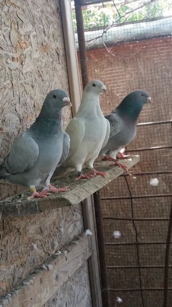  - 1111 AAaaa Porumbei standard Mai 2017