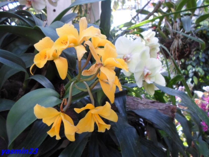 SAM_5538 - Flori
