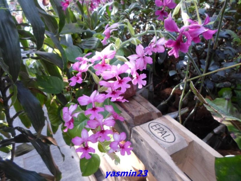 SAM_5540 - Flori