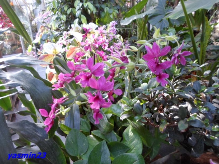 SAM_5542 - Flori
