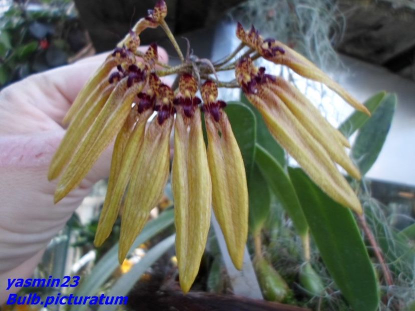 SAM_5548 - Flori