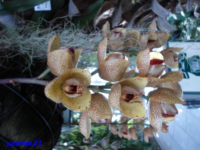 SAM_5552 - Flori