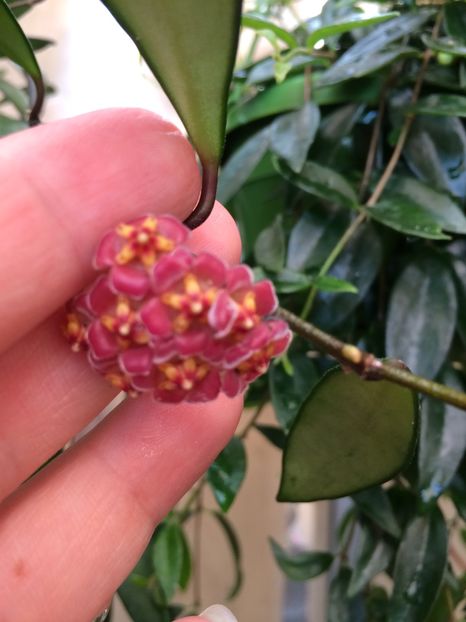 H.David cummings - X-Hoya și Codonanthes crassifolia