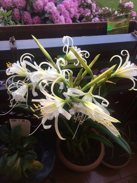  - Hymenocallis Ismene