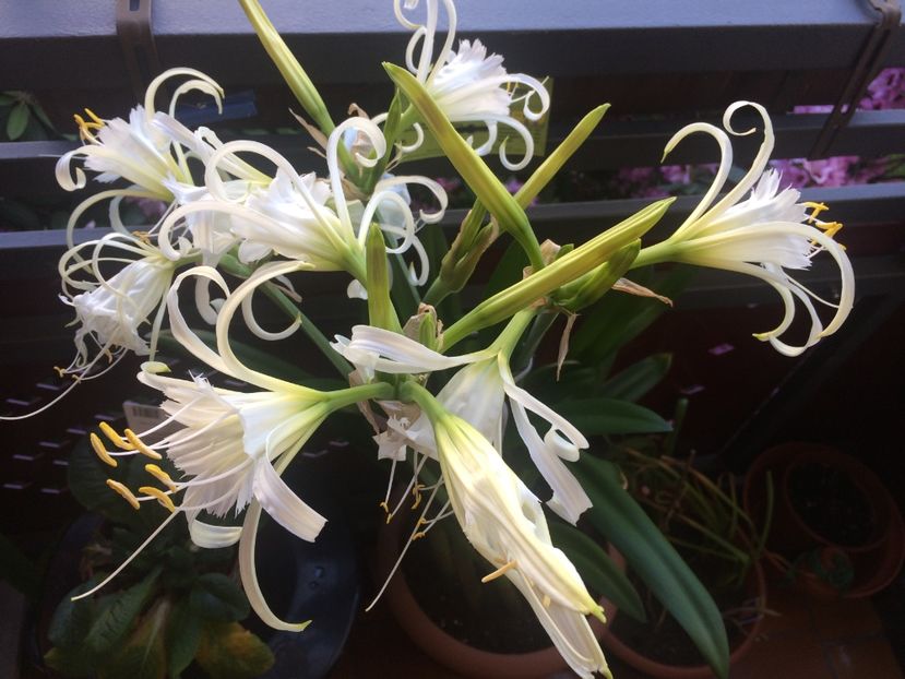  - Hymenocallis Ismene