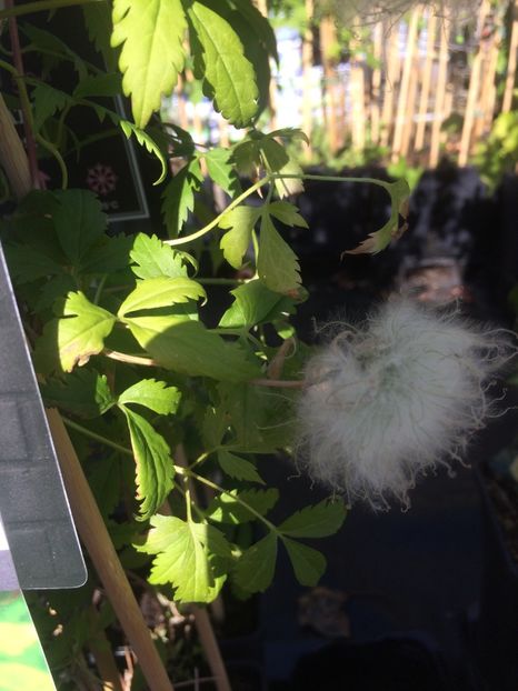 Clematis - Expozitie de flori