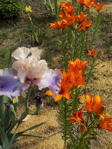  - crini de gradina