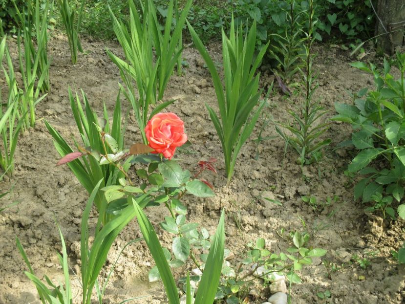  - bijuterii in gradina