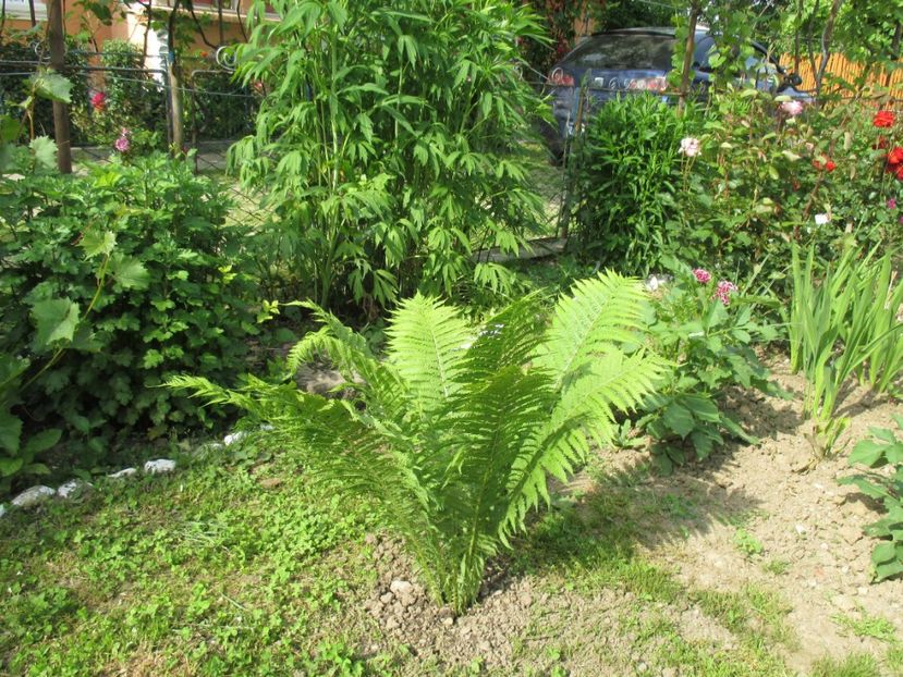  - bijuterii in gradina