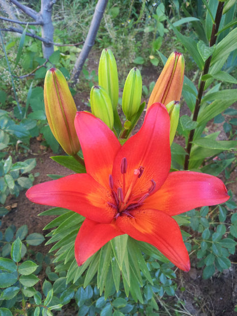  - Primavara - Vara 2017