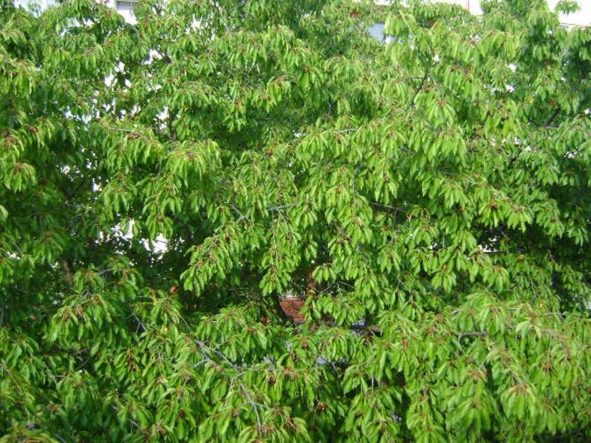 Ciresul urias al vecinilor - Primavara 2017 bis