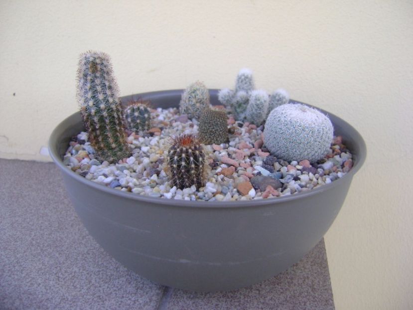 Grup de 7 cactusi - Cactusi 2017