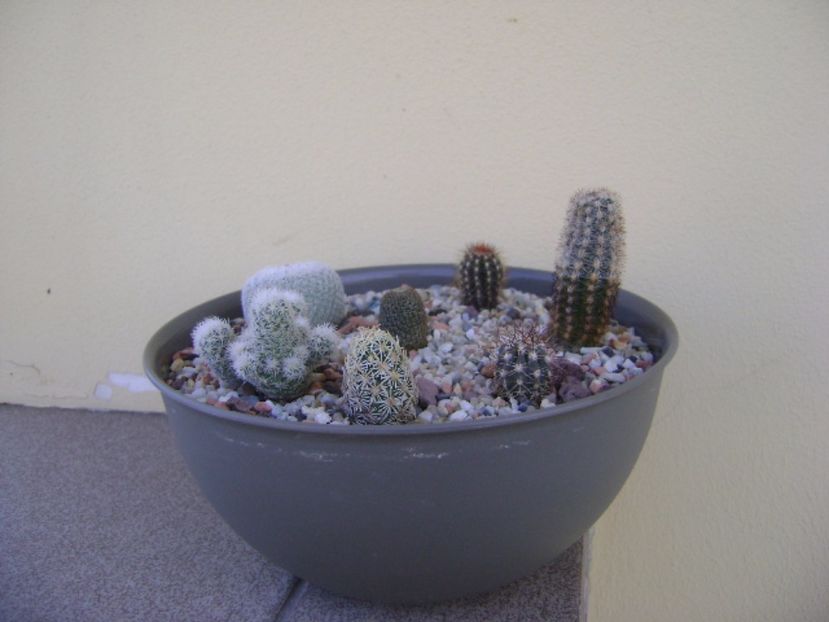 Grup de 7 cactusi - Cactusi 2017