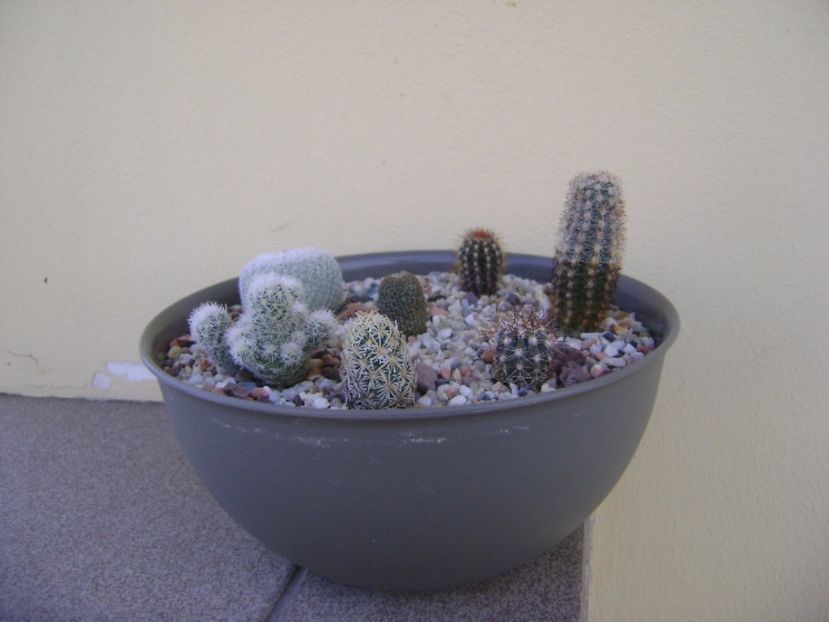 Grup de 7 cactusi - Cactusi 2017