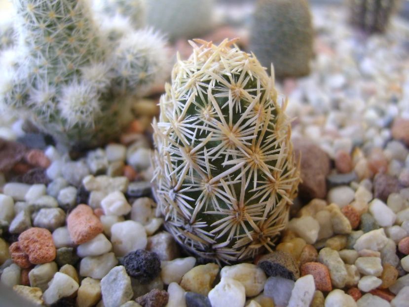 Escobaria minima (nellieae) - Cactusi 2017